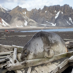 Beautiful Antarctica Deception-Island